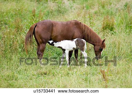 Colt and mother Horse View Large Photo Image Stock Image - Colt and mother Horse. Fotosearch