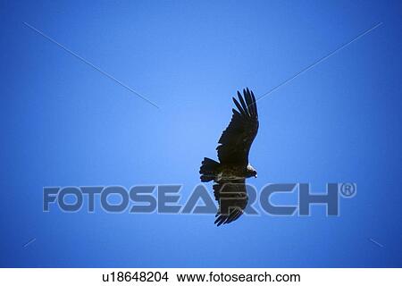 Condor in flight in blue sky near El Calafate, Patagonia, Argentina View Large Photo Image Picture - Condor in flight in blue sky near El Calafate, Patagonia, Argentina. Fotosearch