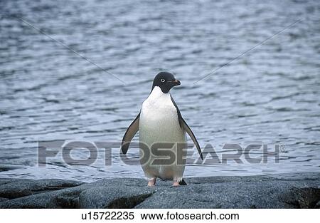Stock Photography - Daley Penguin, Paradise Harbor, Antarctica. Fotosearch