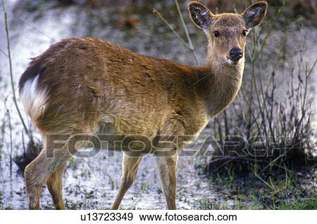 Stock Photo - Deer grazing in morning. Fotosearch
