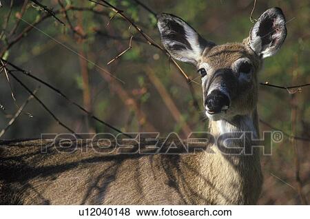 Stock Photo - Deer in spring. Fotosearch