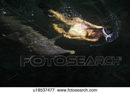 Dolphin and female swimmer, Marine mammal Research and Education Center, Key Largo, FL View Large Photo Image Stock Photo - Dolphin and female swimmer, Marine mammal Research and Education Center, Key Largo, FL. Fotosearch
