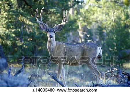 Elk bull in morning light View Large Photo Image Stock Image - Elk bull in morning light. Fotosearch