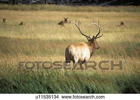 Picture - Elk crossing road. Fotosearch