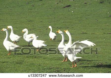 Geese in field, springtime View Large Photo Image Stock Photo - Geese in field, springtime. Fotosearch