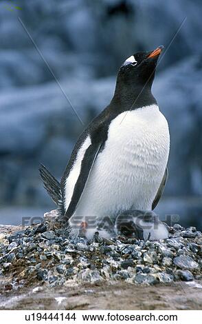 Picture - Gentoo penguins and chicks (Pygoscelis papua) at rookery in Paradise Harbor, Antarctica. Fotosearch
