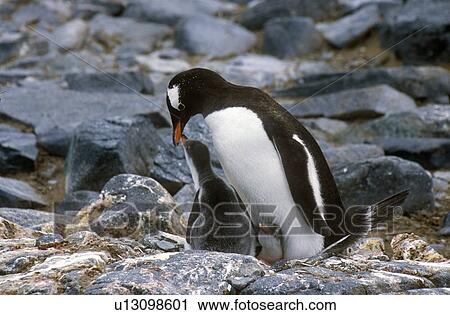 Gentoo penguins and chicks (Pygoscelis papua) at rookery in Paradise Harbor, Antarctica View Large Photo Image Stock Image - Gentoo penguins and chicks (Pygoscelis papua) at rookery in Paradise Harbor, Antarctica. Fotosearch