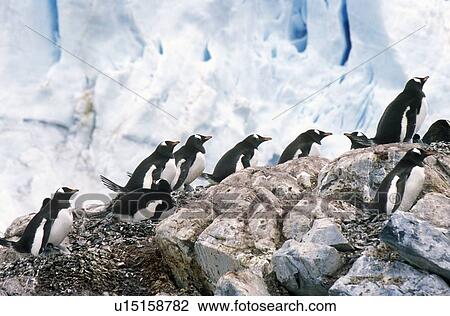 Stock Image - Gentoo penguins and chicks (Pygoscelis papua) at rookery in Paradise Harbor, Antarctica. Fotosearch