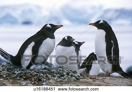 Stock Image - Gentoo penguins and chicks (Pygoscelis papua). Fotosearch
