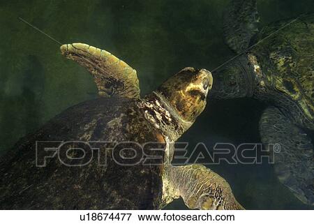 Stock Photo - Giant Sea Turtle. Fotosearch