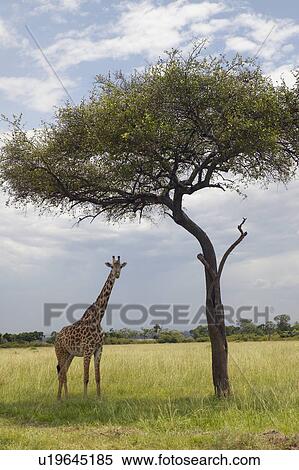 Stock Photography - Giraffe and Acacia Tree in grasslands of Masai Mara near Little Governor's camp in Kenya, Africa. Fotosearch