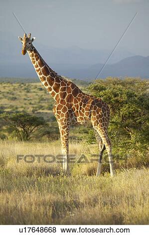 Giraffe in sunset light at Lewa Conservancy, Kenya, Africa View Large Photo Image Stock Photo - Giraffe in sunset light at Lewa Conservancy, Kenya, Africa. Fotosearch