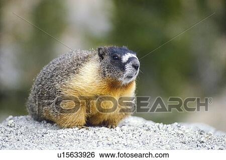 Stock Photograph - Groundhog. Fotosearch