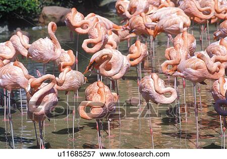 Group of Pink Flamingos in water View Large Photo Image Stock Photo - Group of Pink Flamingos in water. Fotosearch