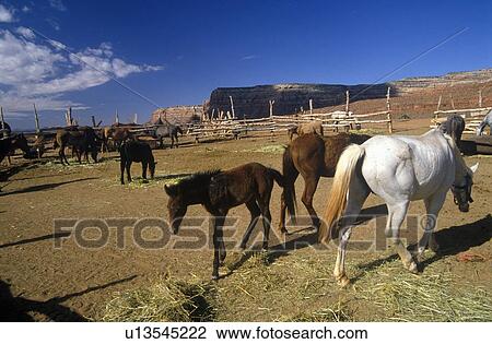 Stock Image - Horses in corral. Fotosearch