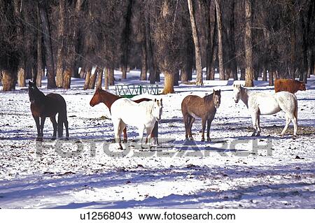 Stock Image - Horses in Winter snow,. Fotosearch