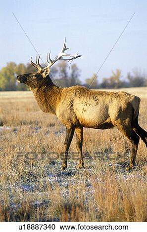 Stock Image - Lone Elk at sunrise. Fotosearch
