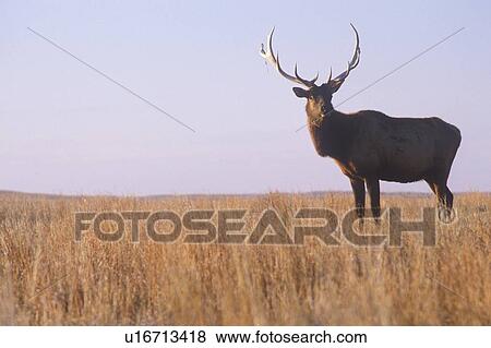 Lone elk standing in field View Large Photo Image Stock Photo - Lone elk standing in field. Fotosearch