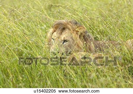Stock Photography - Male lion sleeping in grasslands of Masai Mara near Little Governor's Camp in Kenya, Africa. Fotosearch