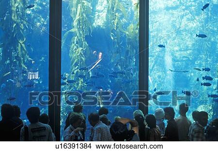Monterey Aquarium, Monterey, CA View Large Photo Image Picture - Monterey Aquarium, Monterey, CA. Fotosearch