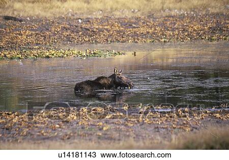 Stock Image - Moose Lying in Stream, Grand Teton National Park, Wyoming. Fotosearch