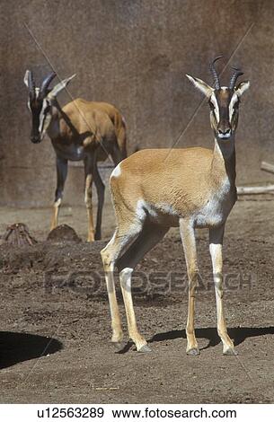 Stock Photo - Nubian Soemmering's Gazelle, Gazella soemmeringi. Fotosearch