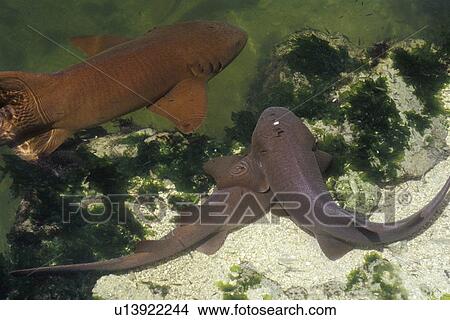 Picture - Nurse Sharks. Fotosearch