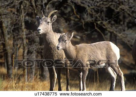 Pair of Mountain Goats View Large Photo Image Stock Photography - Pair of Mountain Goats. Fotosearch