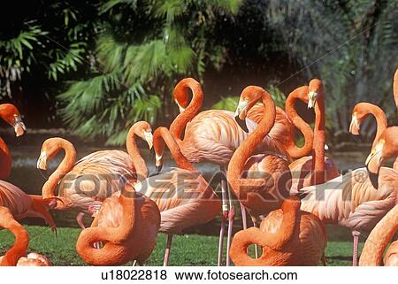 Pink Flamingoes View Large Photo Image Stock Photo - Pink Flamingoes. Fotosearch