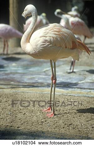 Picture - Pink Flamingos. Fotosearch