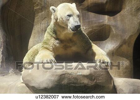 Stock Photo - Polar Bear, Ursusmaritius. Fotosearch