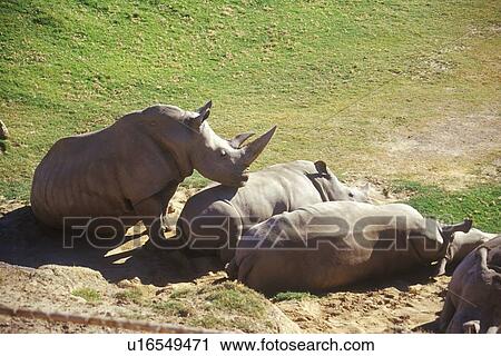 Stock Image - Rhinoceros sunning. Fotosearch