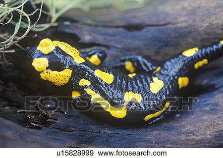Salamander View Large Photo Image Stock Photo - Salamander. Fotosearch