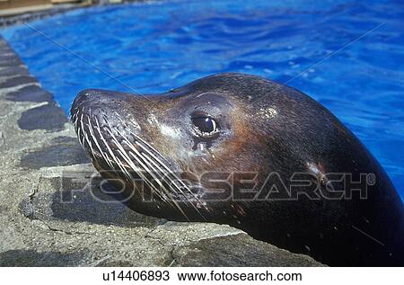 Sea Lion View Large Photo Image Stock Image - Sea Lion. Fotosearch