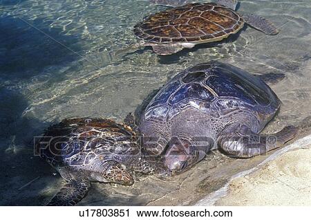 Stock Image - Sea Turtle. Fotosearch