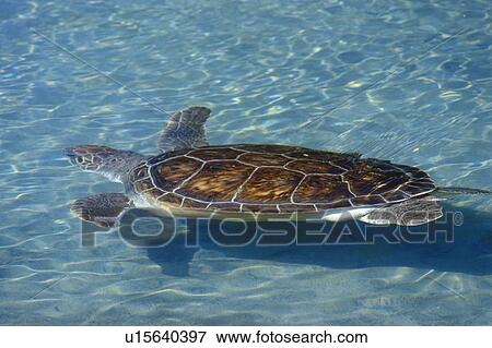 Stock Photo - Sea Turtle. Fotosearch