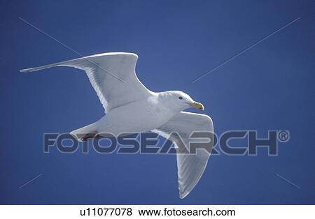 Seagull flying View Large Photo Image Stock Photo - Seagull flying. Fotosearch