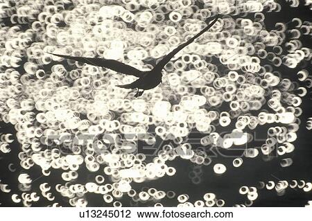 Silhouette of seagull flying over Hudson River, NY View Large Photo Image Stock Image - Silhouette of seagull flying over Hudson River, NY. Fotosearch