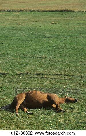 Stock Image - Sleeping horse in field. Fotosearch