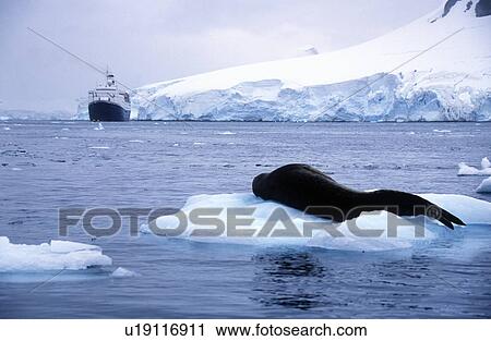 Stock Image - Southern sea lion sleeping on ice floe with glaciers and icebergs in Paradise Harbor, Antarctica. Fotosearch