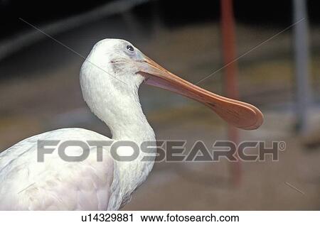 Stock Image - Spoonbill, endangered species. Fotosearch