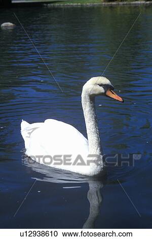 Swan in lake View Large Photo Image Stock Image - Swan in lake. Fotosearch