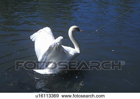 Swan taking flight from lake View Large Photo Image Stock Photo - Swan taking flight from lake. Fotosearch