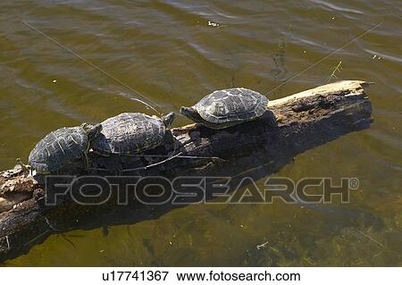 Stock Photo - Three turtles sitting on a log. Fotosearch