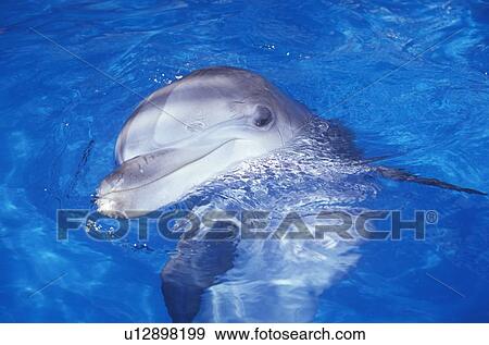 Trained Dolphin View Large Photo Image Stock Photo - Trained Dolphin. Fotosearch
