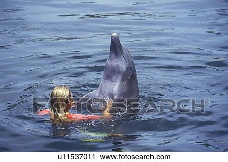 Trainer with dolphin in water, Theater of the Sea, Islamorada, FL View Large Photo Image Stock Image - Trainer with dolphin in water, Theater of the Sea, Islamorada, FL. Fotosearch