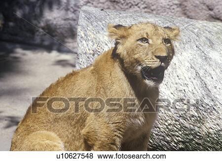 Transvaal Lion, Panthera leo krugeri from Republic of South Africa View Large Photo Image Stock Photo - Transvaal Lion, Panthera leo krugeri from Republic of South Africa. Fotosearch