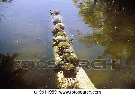 Turtles on Log in water View Large Photo Image Stock Photo - Turtles on Log in water. Fotosearch
