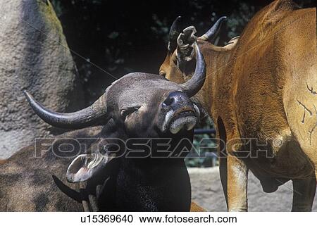 Water Buffalo, Bos javanicus View Large Photo Image Stock Image - Water Buffalo, Bos javanicus. Fotosearch