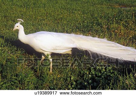 Stock Photo - White Peacock. Fotosearch